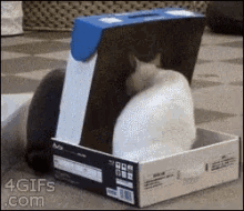 Cats Box GIF - Cats Box Capture GIFs