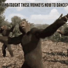 Monkey Monkeys GIF - Monkey Monke Monkeys GIFs
