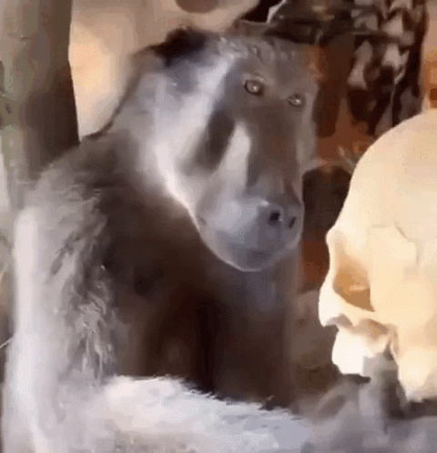 %D0%BE%D0%B1%D0%B5%D0%B7%D1%8C%D1%8F%D0%BD%D0%B0-monkey.gif