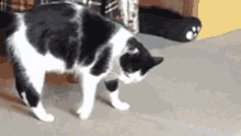 Cats Somersault GIF - Cats Somersault Back Flip GIFs