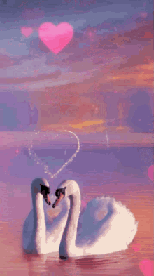 Swan Love GIF - Swan Love GIFs