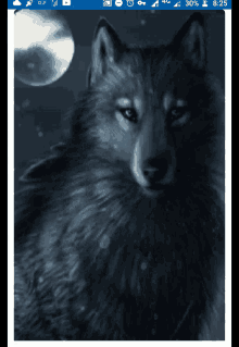 lobo fox wolf night