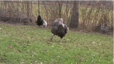 big-neck-dancing-turkey.gif