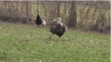 Big Neck Dancing Turkey GIF - Big Neck Dancing Turkey Turkey Run GIFs
