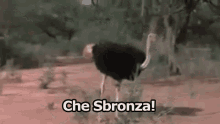 Sbronza Struzzo Ubriaco Non Sto In Piedi GIF - Hangover Ostrich Drunk GIFs