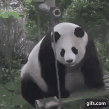 Pandastic Panda Swing GIF - Pandastic Panda Panda Swing GIFs