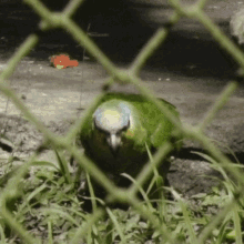 Parrot Walking GIF - Parrot Walking Face GIFs