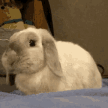 Bunny Sniffing GIF - Bunny Sniffing GIFs