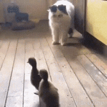 Cat Duck GIF - Cat Duck Chase GIFs