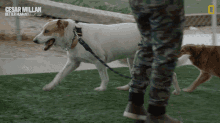 Walking The Dog Out For A Walk GIF - Walking The Dog Out For A Walk Taking A Stroll GIFs
