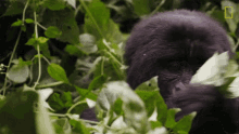 eating close gorilla encounter explorer gorilla enjoying meal