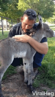 Petting Donkey GIF - Petting Donkey Ass GIFs