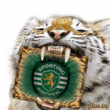 Scp Sporting Portugal GIF - Scp Sporting Portugal Tiger GIFs