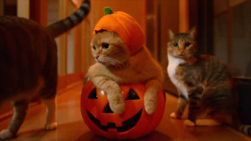 Pumpkin Halloween GIF - Pumpkin Halloween Cat - Discover &amp; Share GIFs
