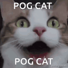 Pog Cat GIF - Pog Cat Wow GIFs