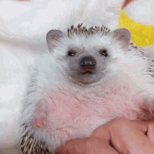 Happy Hedgehog GIF - Happy Hedgehog Hedgehog Happy GIFs