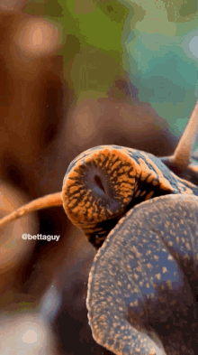 Snail Snails GIF - Snail Snails Bettaguy GIFs