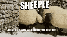Sheeple Followers GIF - Sheeple Sheep Followers GIFs