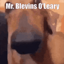 Kevin Oleary Cheddar Cheese GIF - Kevin Oleary Cheddar Cheese Cheddar Cheese Dog GIFs