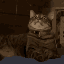 Cat Cats GIF - Cat Cats What GIFs
