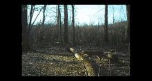 bobcat passing by forest morning
