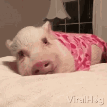 Piggy Resting Piggy Smile GIF - Piggy Resting Piggy Smile Smiling Pig GIFs