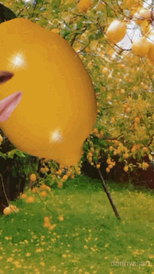 Lemoncult Aidansarmy GIF - Lemoncult Aidansarmy Lemonface GIFs
