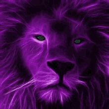 lions wildlife violet
