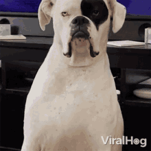 Grumpy Dog Viralhog GIF - Grumpy Dog Viralhog Serious GIFs