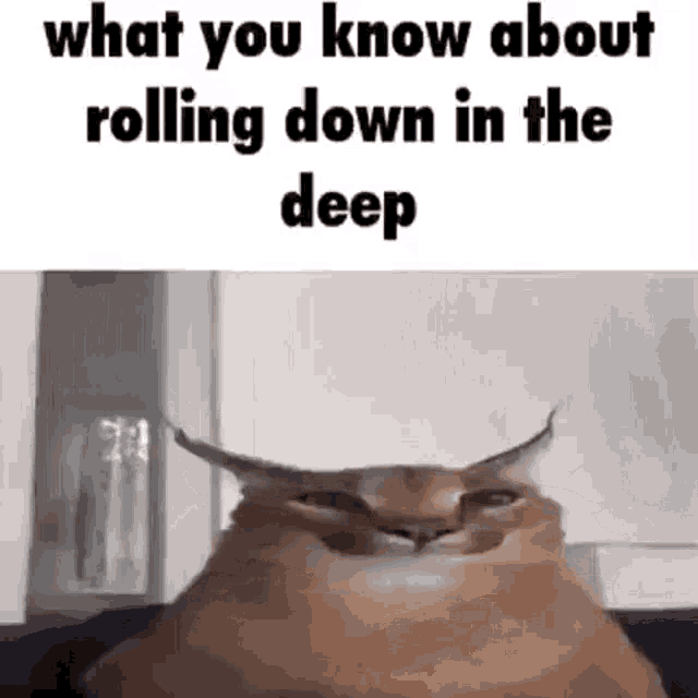 Rolling down in the deep. What you know about Rolling down in the. What you know about Rolling down in the Deep. What you know about Rolling down in the Deep Мем. Гиф what.