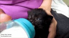 Yummy Milk Ears GIF - Cats Kittens Ears GIFs