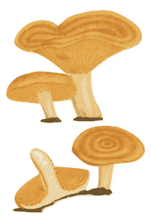 shrooms fungus