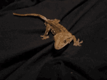 Crested Gecko GIF - Crested Gecko Cute GIFs