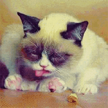 Grumpycat Yawn GIF - Grumpycat Grumpy Cat GIFs