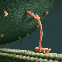 Science Biology GIF - Science Biology Cell GIFs