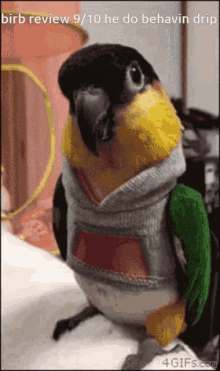 Birb Review GIF - Birb Review Drip GIFs