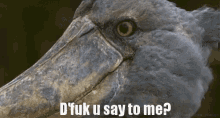 shoebill the fuck what did you say