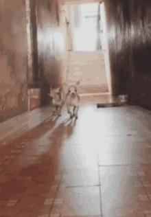 msuri kuti mkuti suri dog msuri kuti mkuti suri dog
