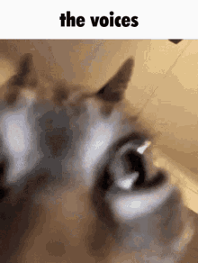 The Voices Cat GIF - The Voices Cat Mad GIFs