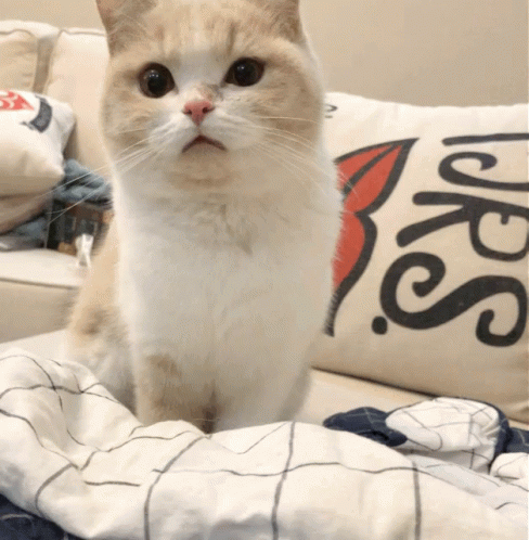 cat-what.gif