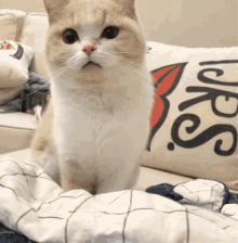 Cat What GIF - Cat What Excuse Me GIFs