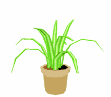 plant indoor