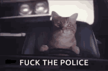 Fuck The Police Cat GIF - Fuck The Police Cat Drive GIFs