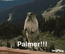 Palmer Palmer Cash GIF - Palmer Palmer Cash Cute GIFs