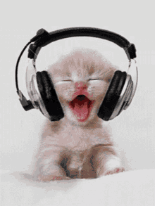Kitten Cat GIF - Kitten Cat Listening To Music GIFs