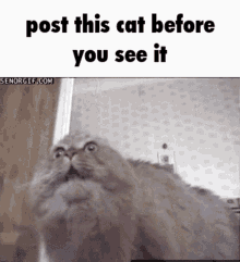 Post Cat GIF - Post Cat Post This GIFs