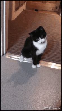 Cat Jumping GIF - Cat Jumping What Are You Doing GIFs
