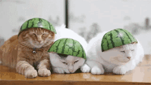 Watermeloncats Triplets GIF - Watermeloncats Triplets GIFs