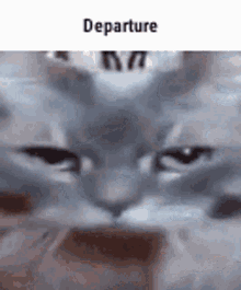 Departure Cat GIF - Departure Cat GIFs