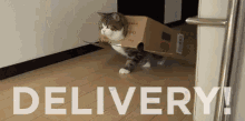 Delivery GIF - Cat Funny Animals Package GIFs